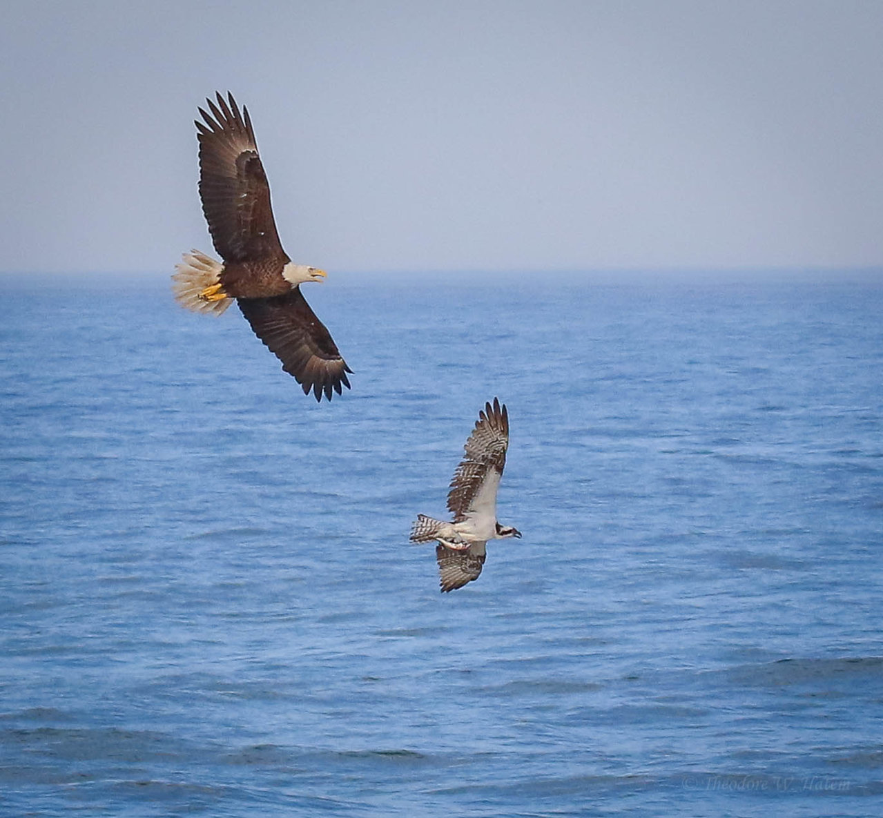 Osprey & The Eagle Dogfight.jpg
