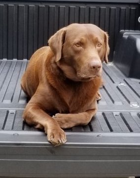 Other dog.jpg