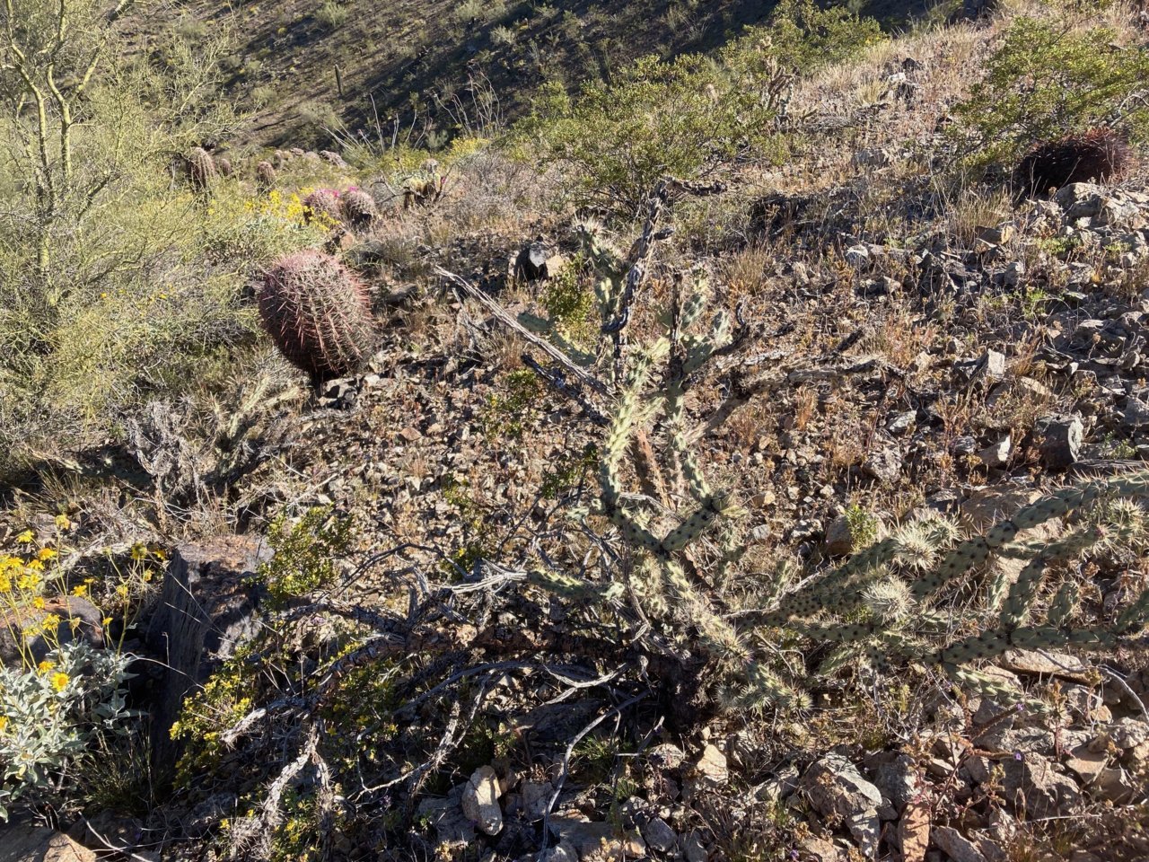 OtherCactii.jpg