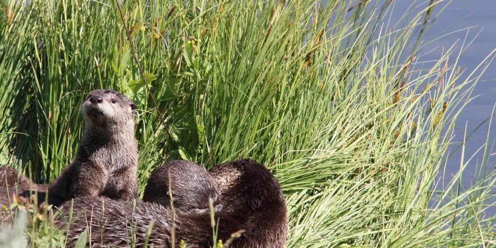 Otter1_zps1051d4b6_6c412c85ddef3cb01fd2b7e433cc796a676b340b.jpg