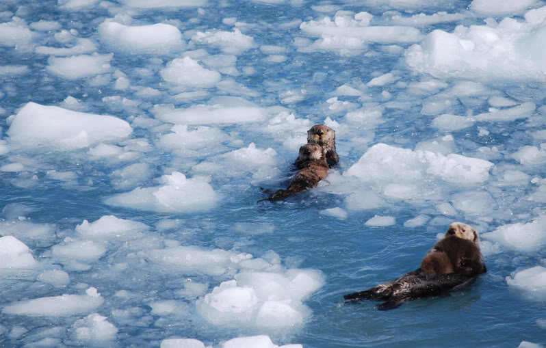 Otters_e628e508887a254a5eb754b2a9700117189b49c4.jpg