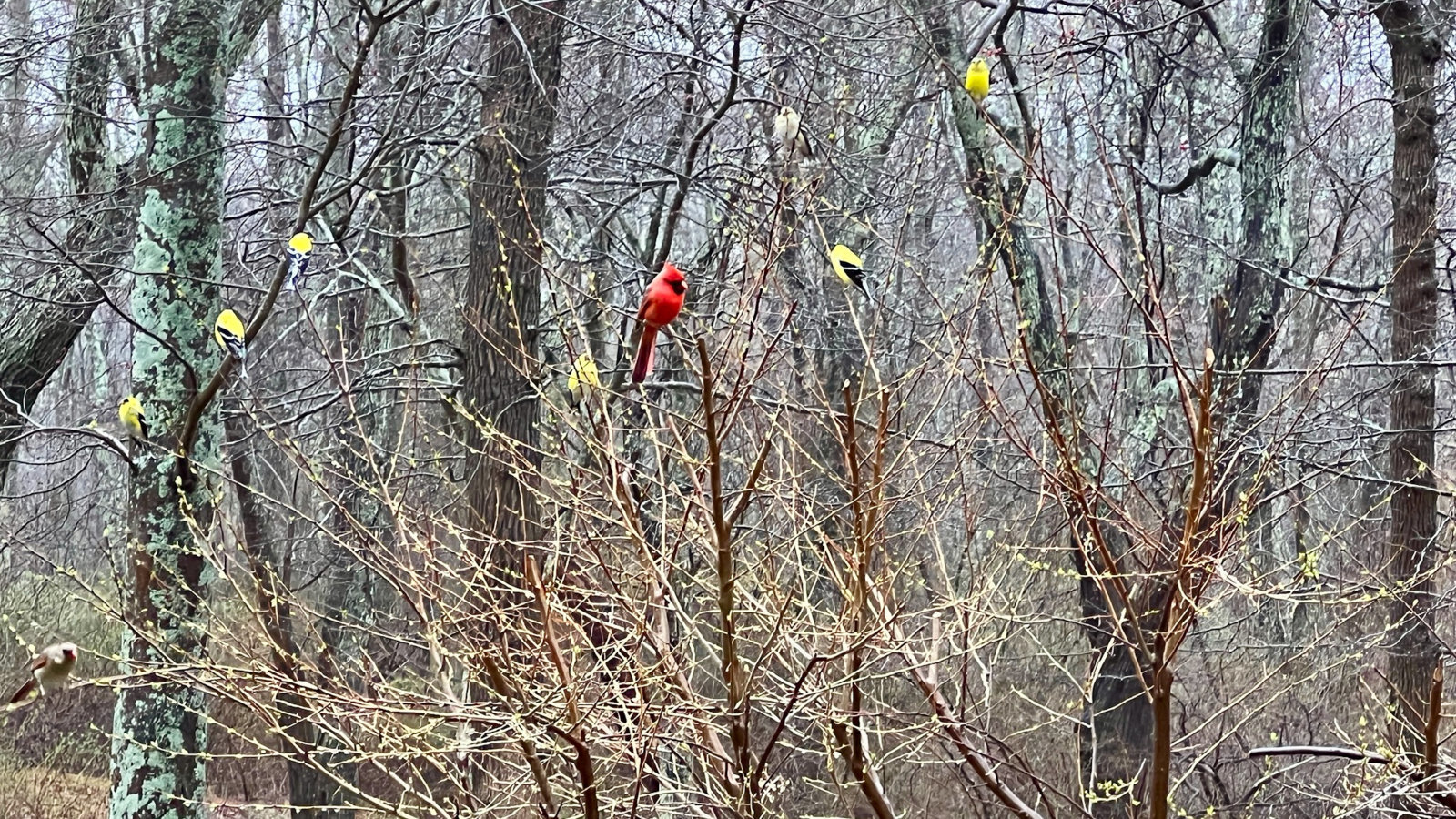 Outnumbered Finches with lone Cardinal.jpg