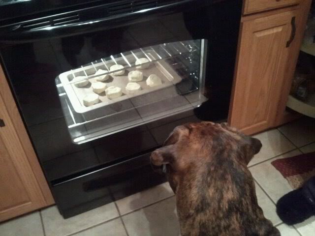 oven_7c9796b06e2a37047270b5d0e19a85e8c9e05160.jpg