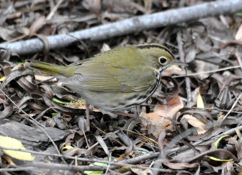 Ovenbird.jpg
