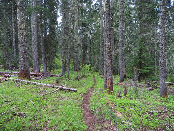 OvercastMountainTrail6-18-22.jpg
