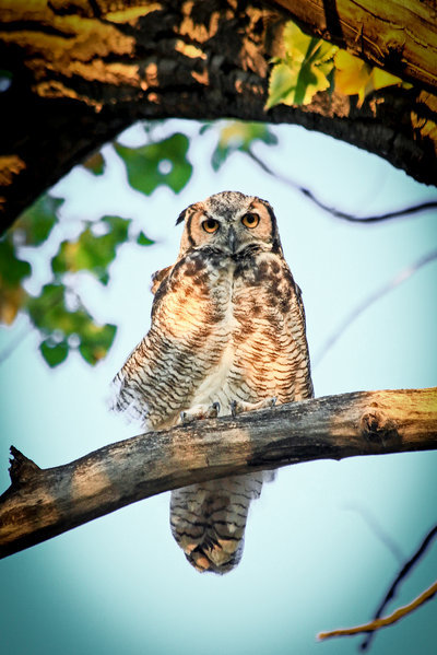 OWL 1-2.jpg