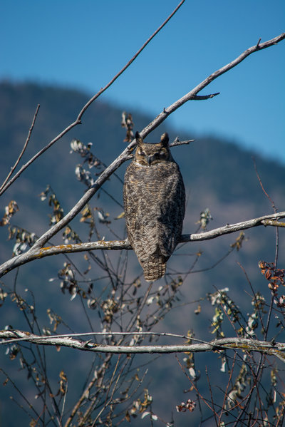 owl.jpg