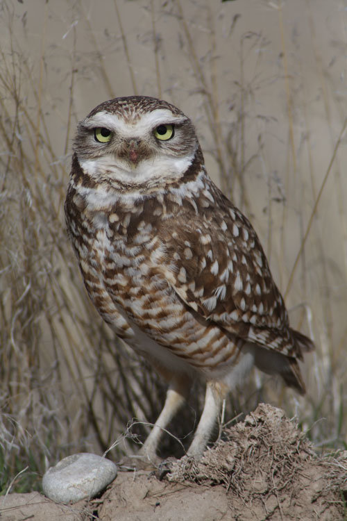 owl1_zps139baa98_efb9cff916ba02200a32660fb179340c07e9db06.jpg