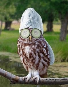 owl_spa_zps7mvpkglc_d6464810fcc4368b5d8401b5754b7eb26fc75475.jpg