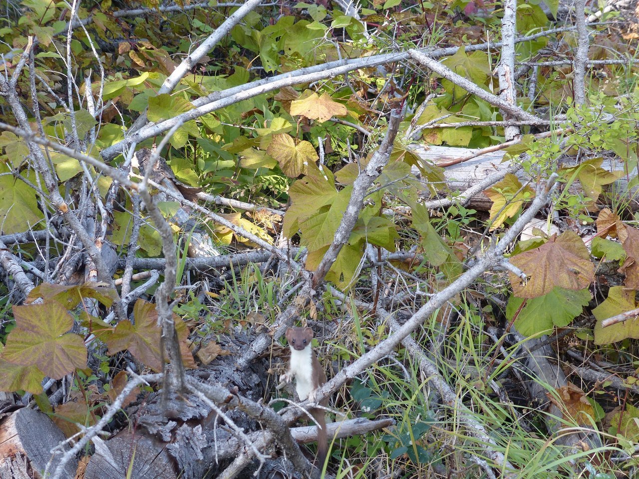 P1000740.jpg