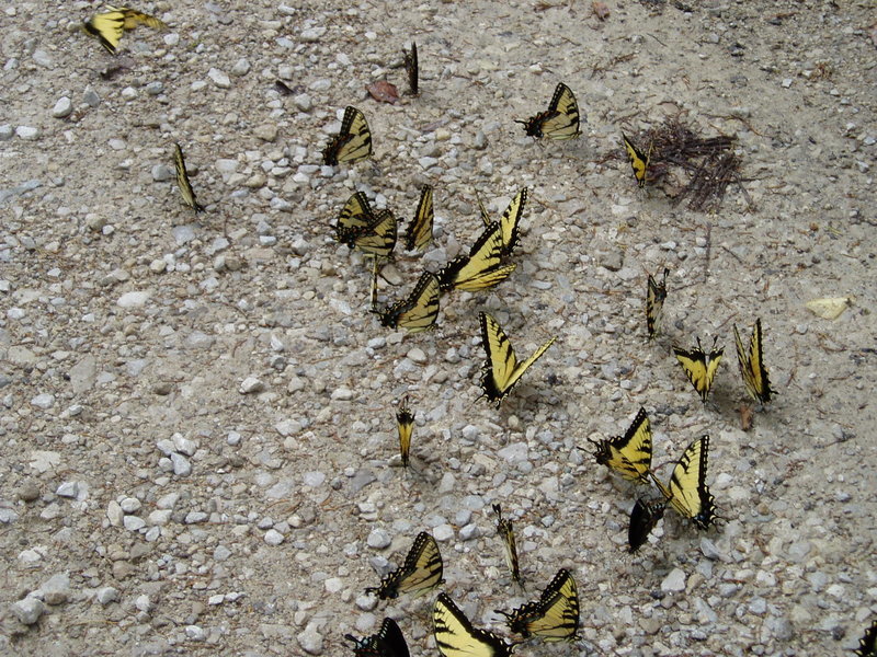 P1010012.jpg