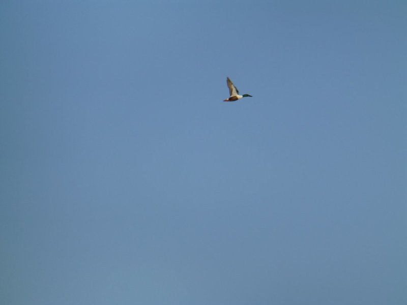 P1010425.jpg