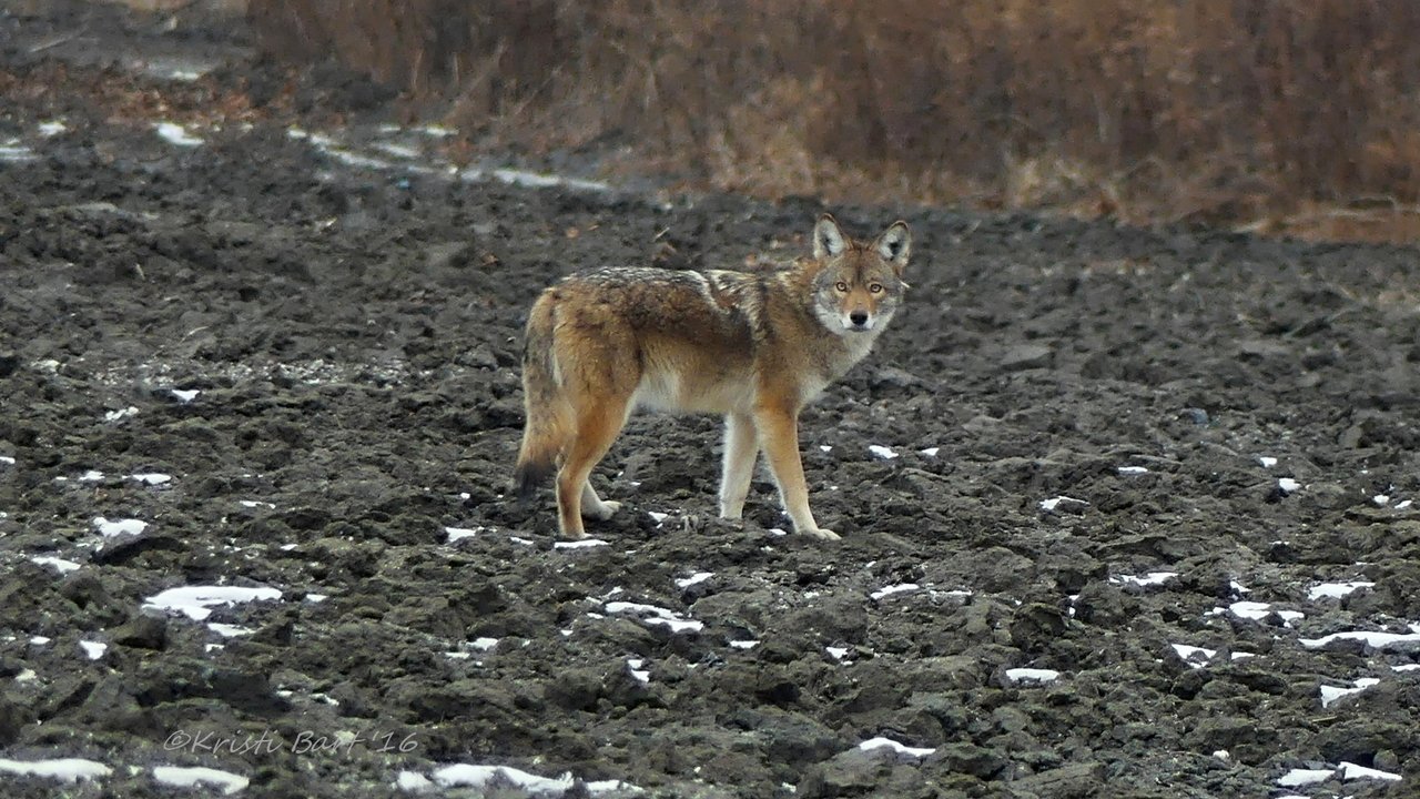 P1100098.jpg