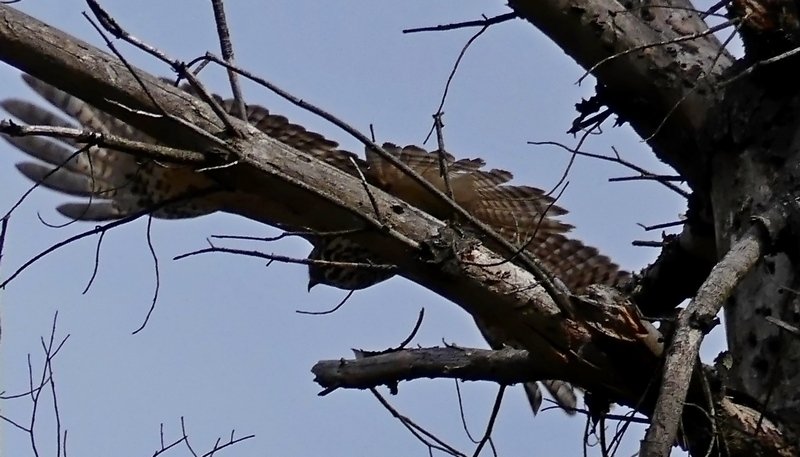 P1220914s.jpg