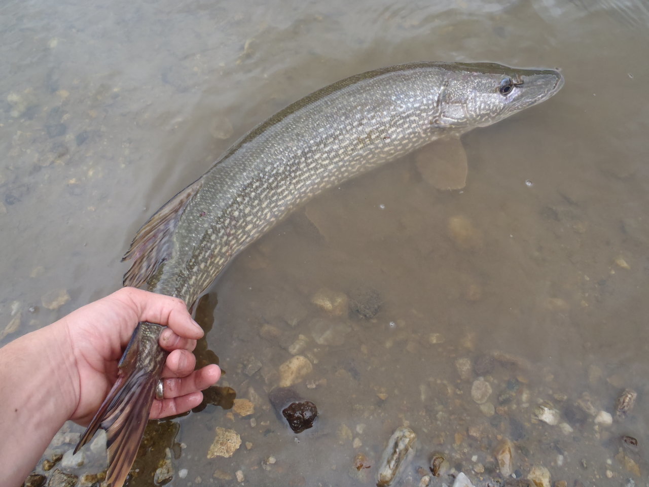 P4192274.jpg