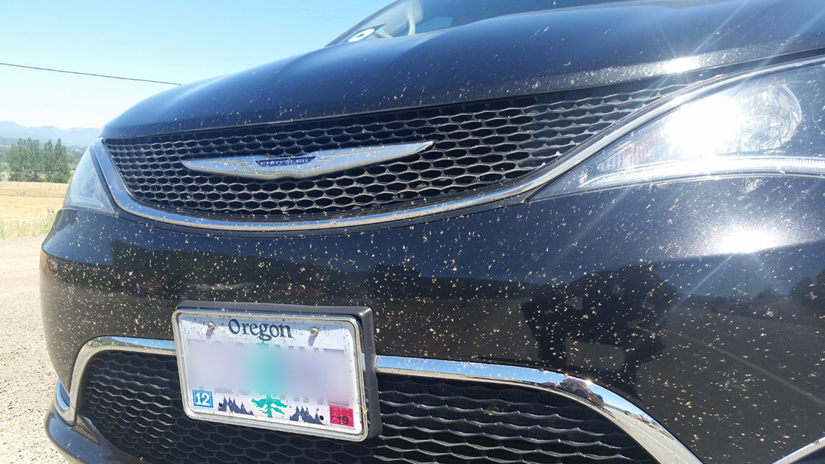 pacifica-buggy.jpg