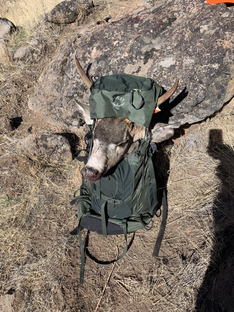 packed deer.jpg