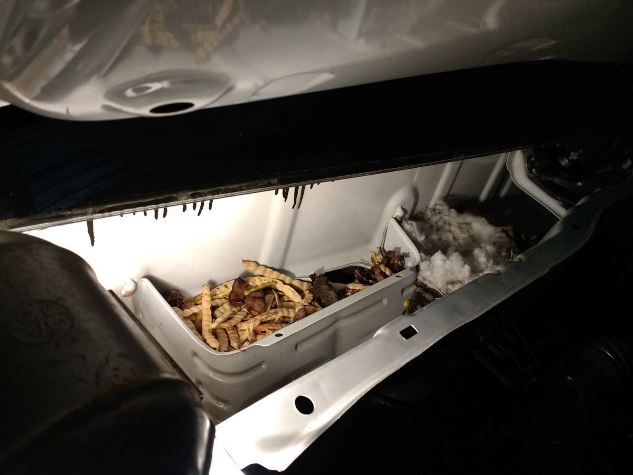 Packrat Collections and Nest made from Cabin filter.jpg