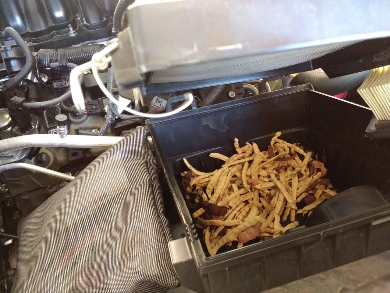 Packrat Collections inside Air Intake Box for Engine.jpg