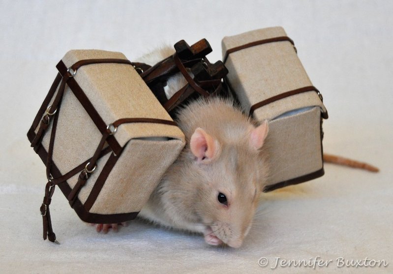 packrat3.jpg