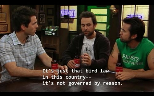 paddis-rish-pub-its-just-that-bird-law-in-this-51808057.jpg