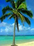 palm_tree_d46d12bd78673fe52e3b27e92b5a47b5e86127f8.jpg