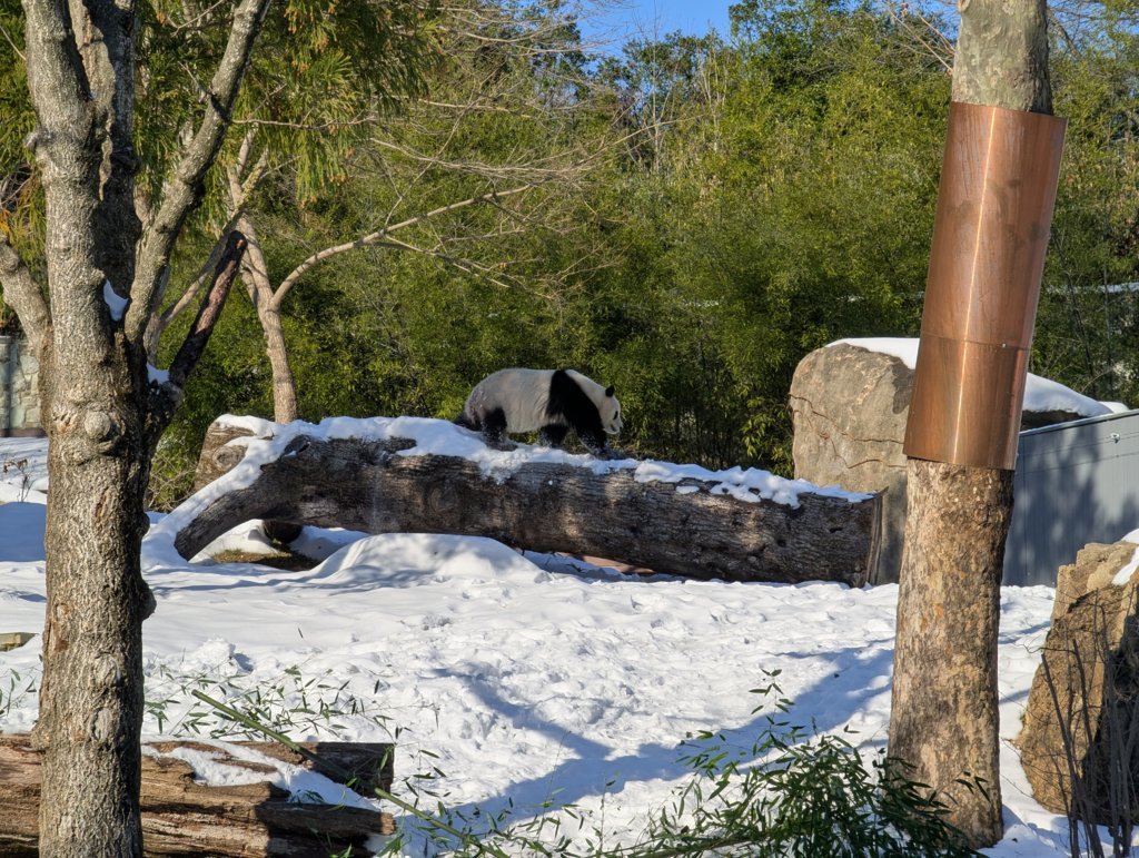 Panda.jpg