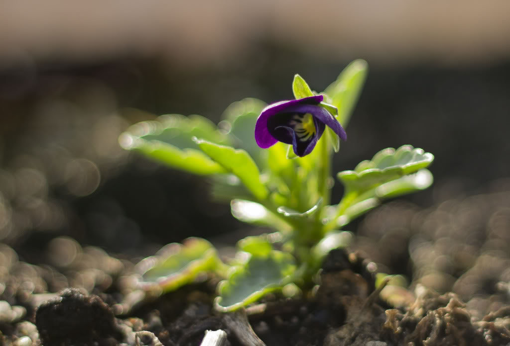 pansy_6a6ad83f201ccf92658e51980059ca46a58f0abf.jpg