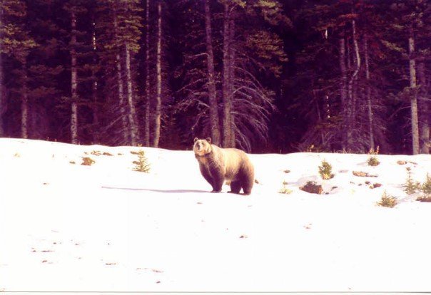 ParadiseValleyBear1_zps799d33bf_e48b9b7d65888323d694edfb229f185dc6229315.jpg