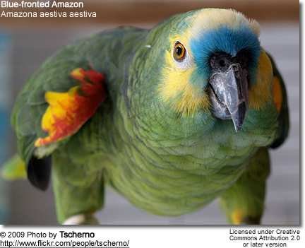 parot.jpg