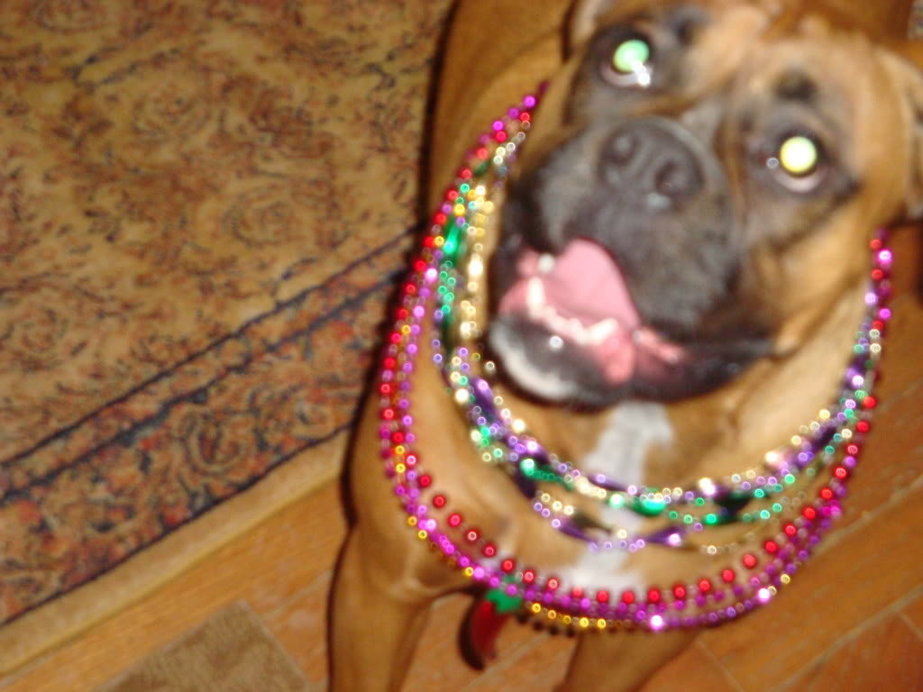 Partyanimal005_5776f558b9941f937fafb89d0621bf59e21c47f6.jpg