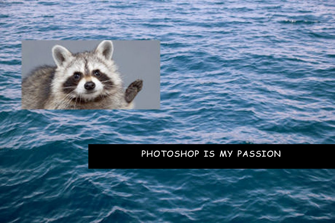 passion-raccoon.jpg