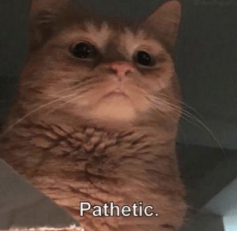 pathetic-cat-meme-1.jpg