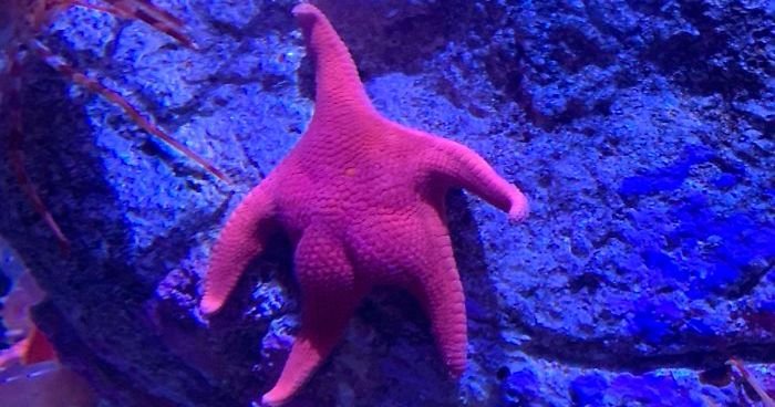 patrick-starfish-photoshop-battle-fb18-png__700.jpg
