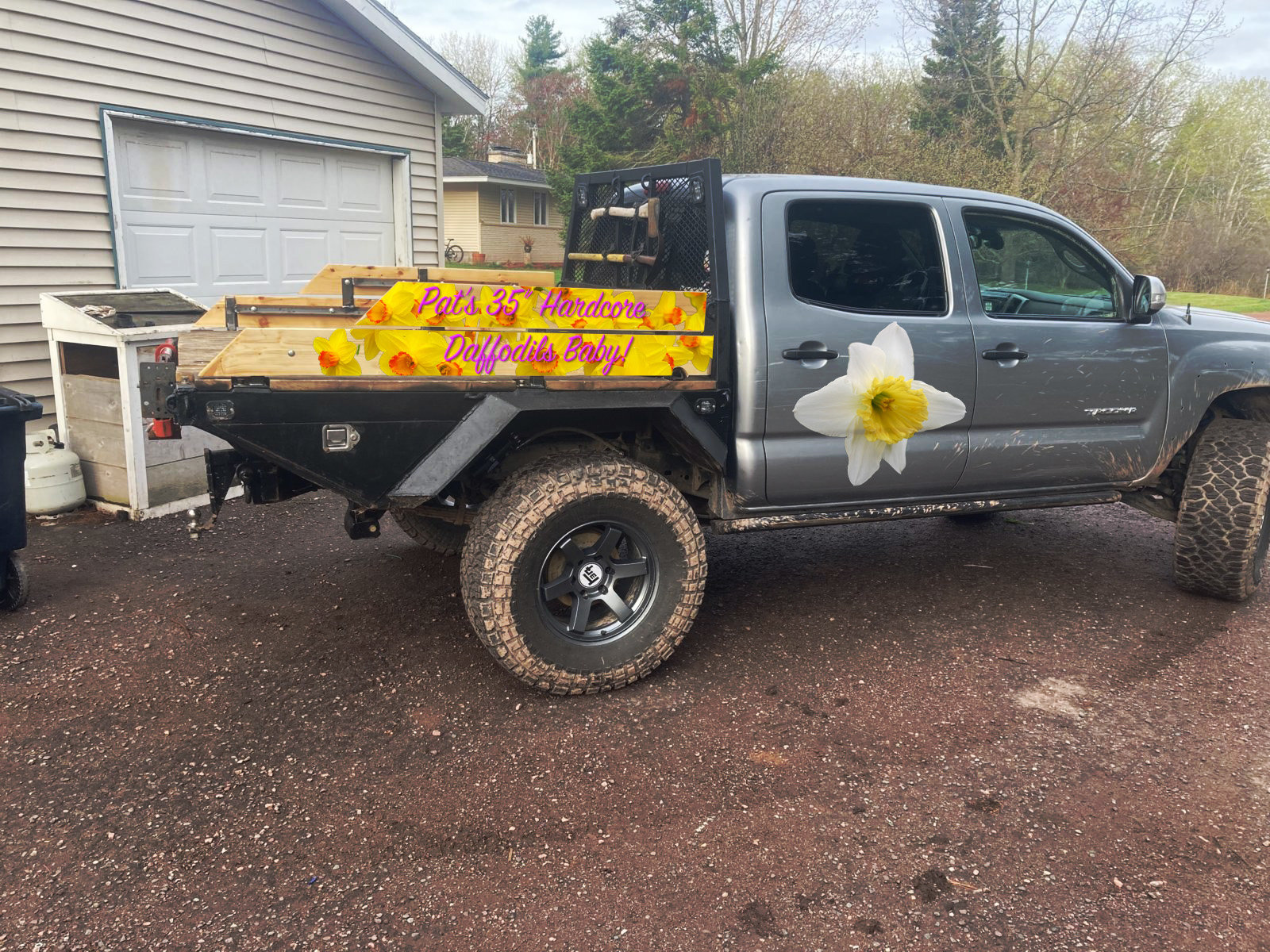 Pat's daffodils.jpg