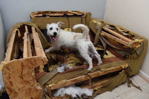 PAY-BRITAINS-MOST-DESTRUCTIVE-DOG-EATS-ENTIRE-SOFA.jpg