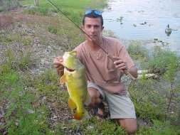 PeacockontheFlyI_8e9a4af4f560a83b4deae734625edf61cb7177d5.jpg
