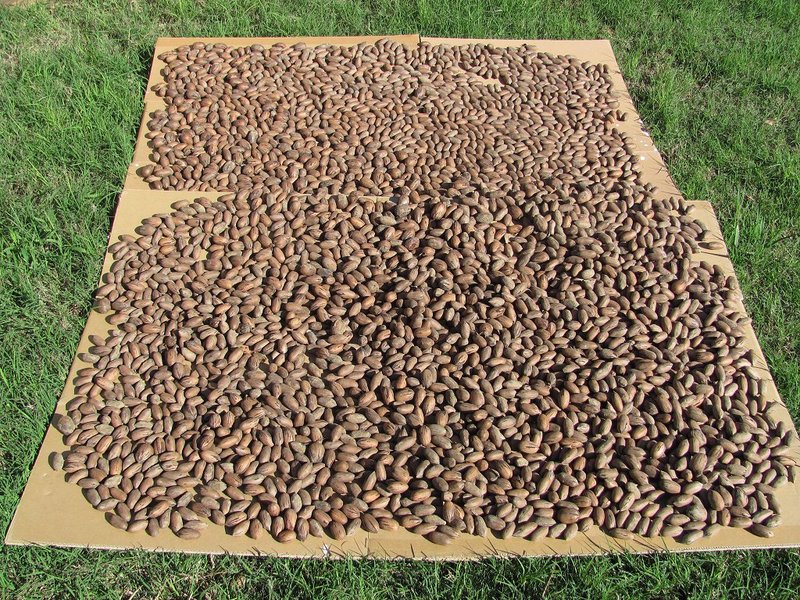 Pecans 004s.jpg