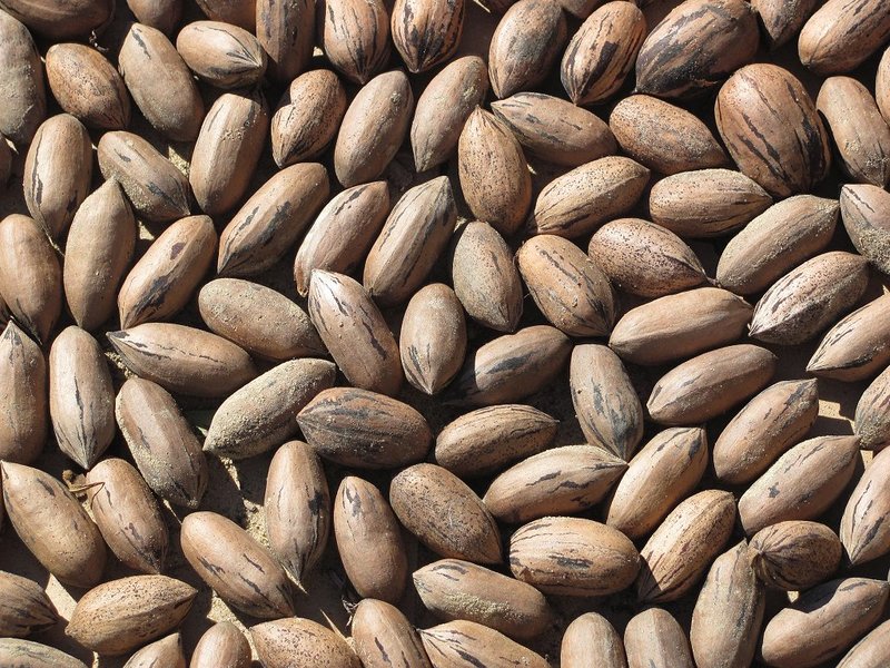 Pecans 015s.jpg