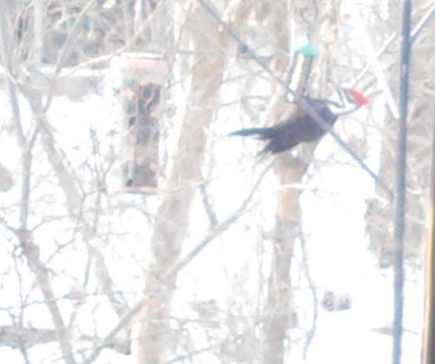 pecker2_zpse29aab59_ca33b97c1b1b8224663f9afcdec796b9c631de47.jpg