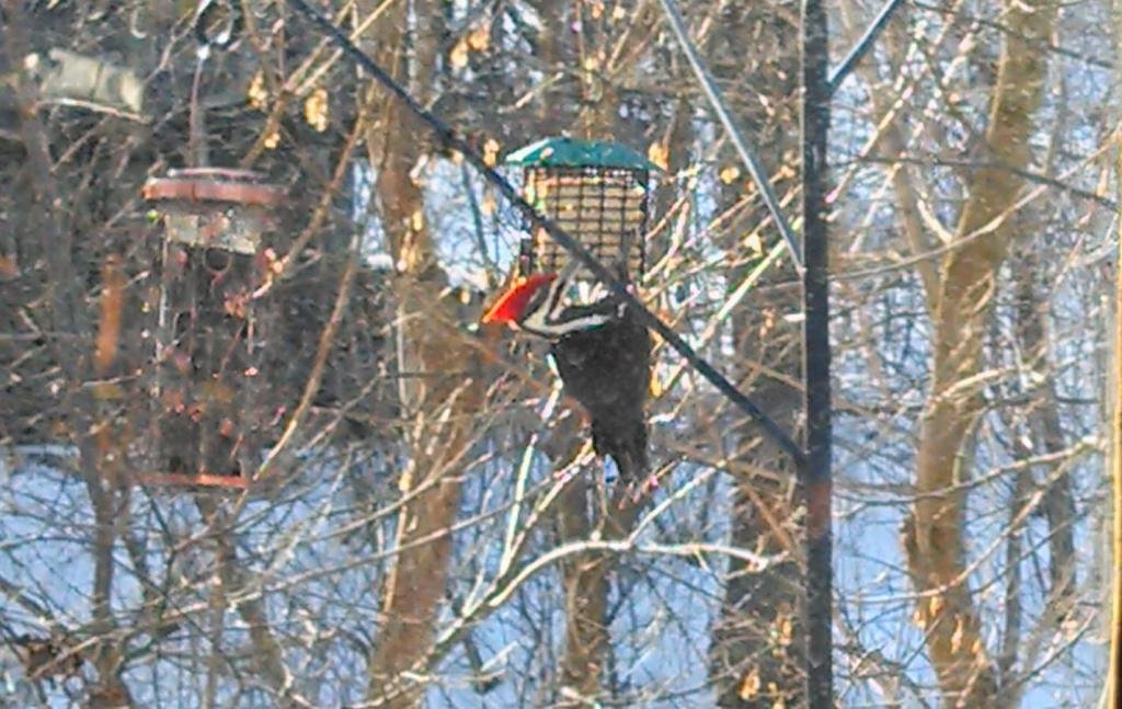 pecker_zpsdb8a0a9a_7e4c550bba58c4469998e725648f97fd2b324a1f.jpg