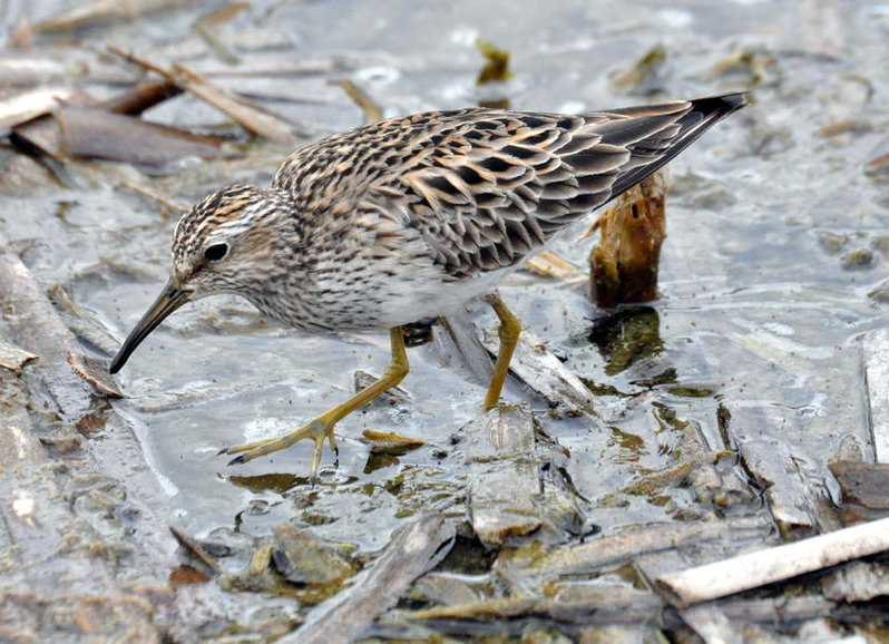 Pectoral Sandpiper.jpg