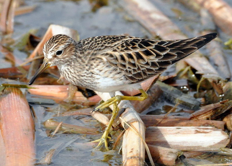 Pectoral Sandpiper.jpg