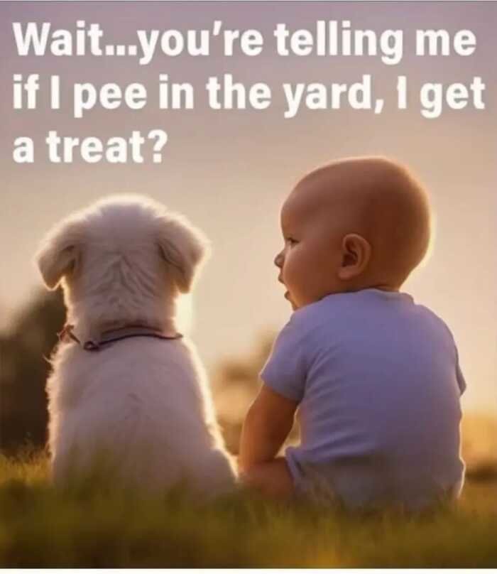 Pee treat.jpg