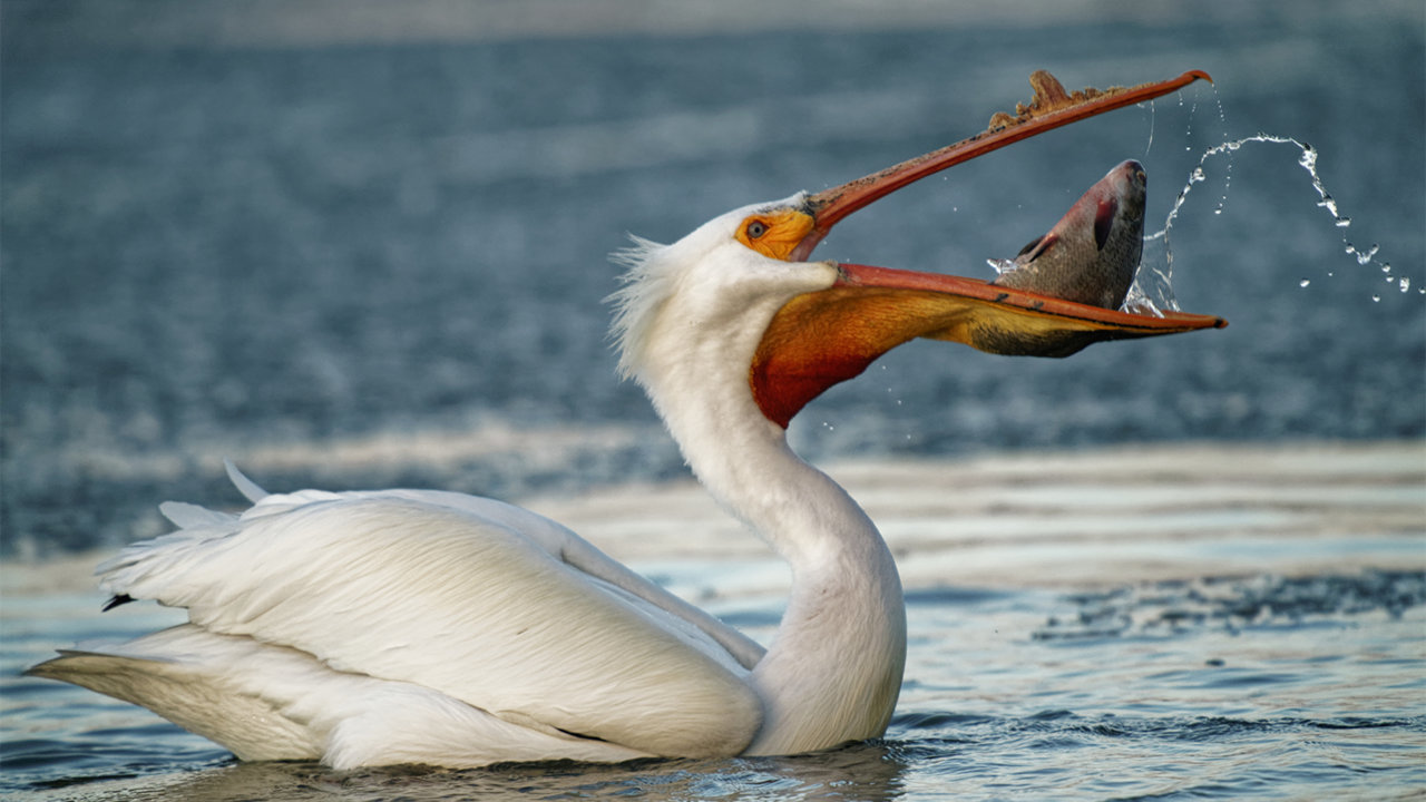 pelican2.jpg