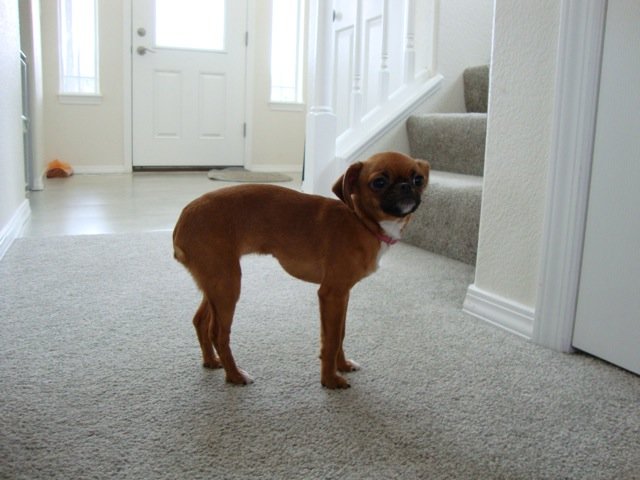 Penny.jpg
