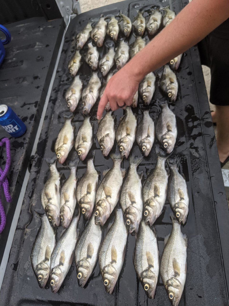 Perch.jpg