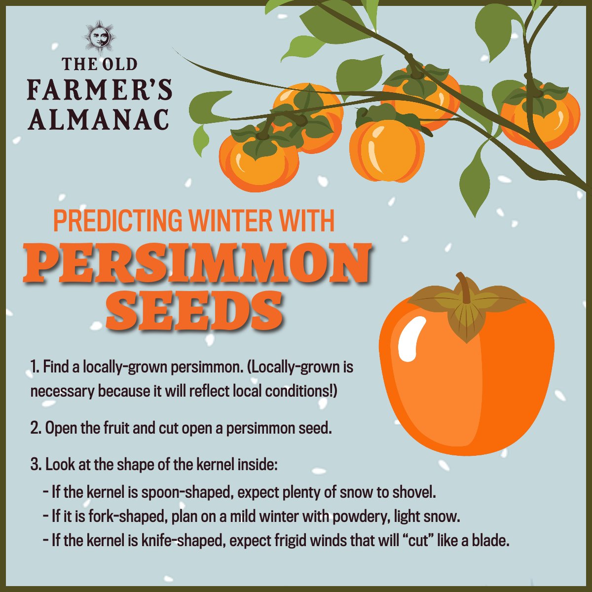 Persimmon folklore_Sep 30.png
