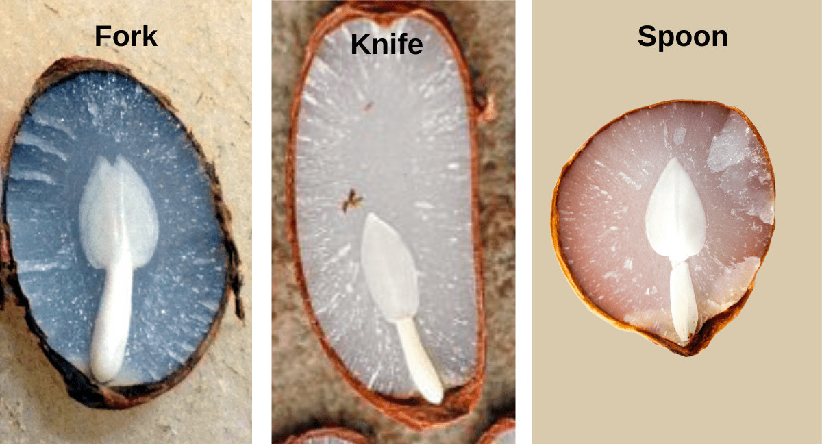 Persimmon-seed-examples.jpg