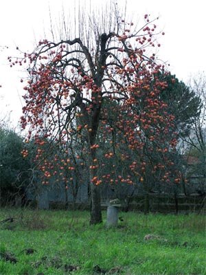 persimmon3.jpg